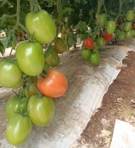 Jitomate-Bioestimulación y protección para su cultivo