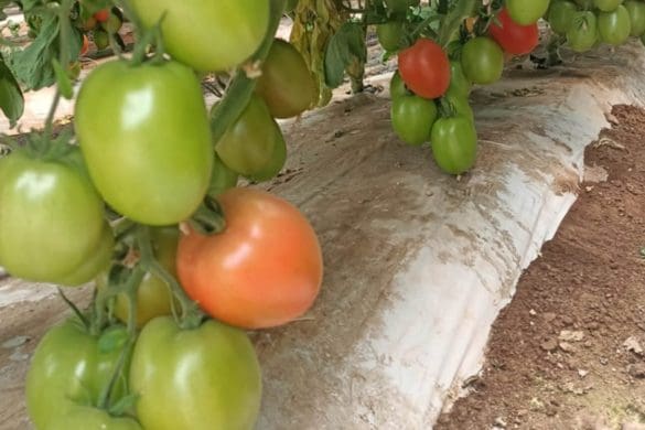 Jitomate-Bioestimulación y protección para su cultivo