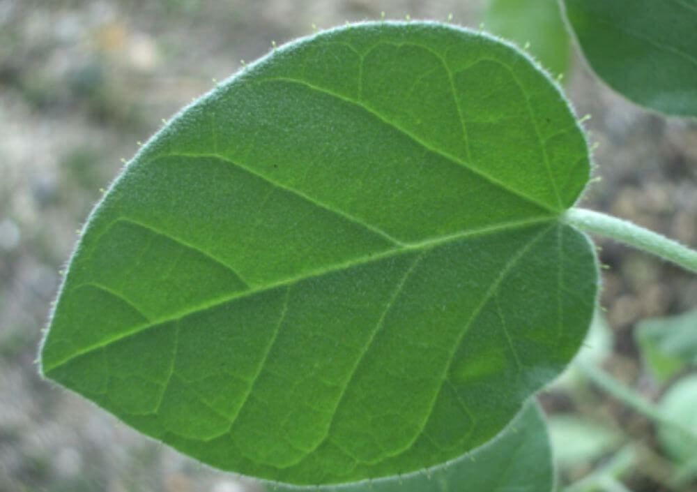 plassAmin Green-Mg