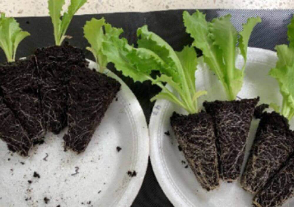 plassAmin Root