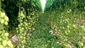 cultivo-plassgrow