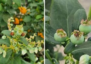 Guia Cultivo Arandanos