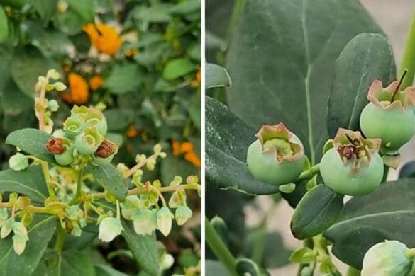Guia Cultivo Arandanos