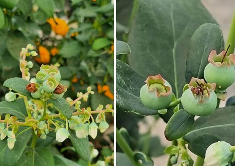 Guia Cultivo Arandanos