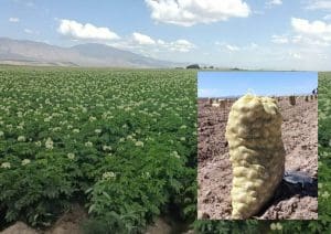 Papa-Bioestimulación y protección para su cultivo
