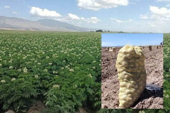 Papa-Bioestimulación y protección para su cultivo