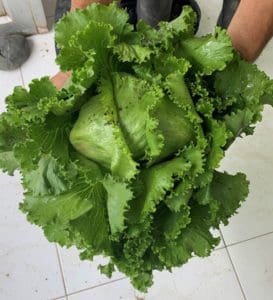 Lechuga-Bioestimulación y protección para su cultivo