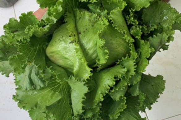 Lechuga-Bioestimulación y protección para su cultivo
