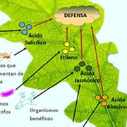 Defensa