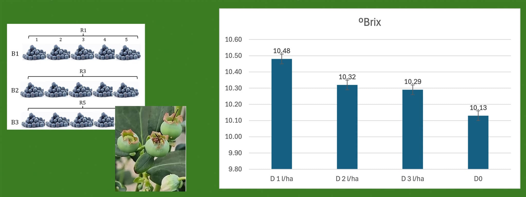 2. Mejora la calidad del fruto - ºBrix (3.4%)