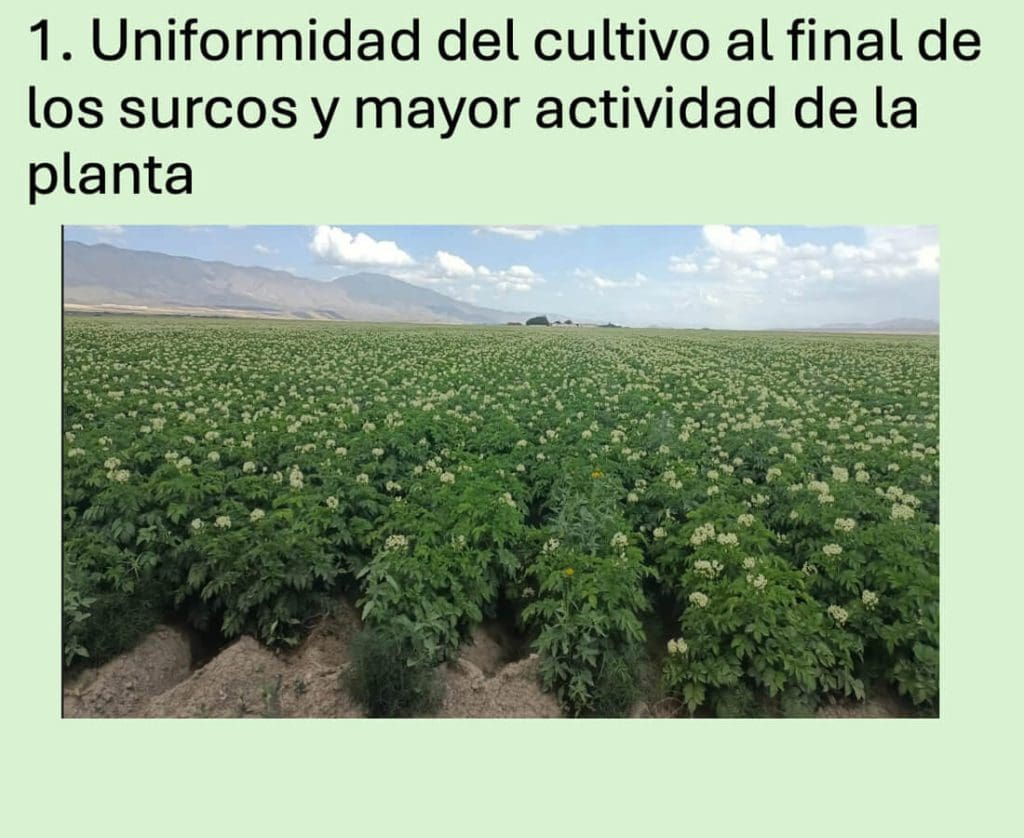 1. Uniformidad del cultivo al final de los surcos y mayor actividad de la planta