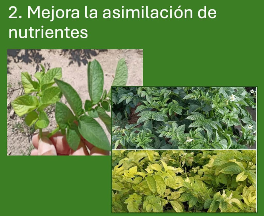 2. Mejora la asimilación de nutrientes
