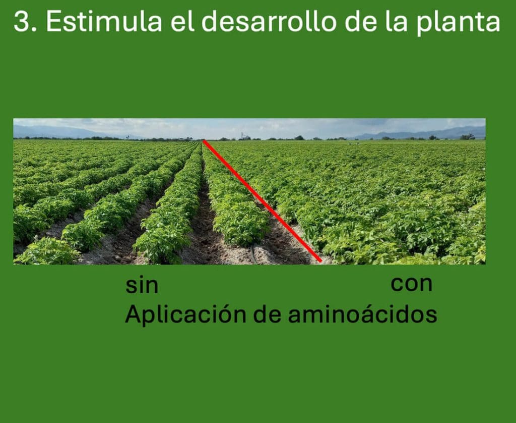 3. Estimula el desarrollo de la planta