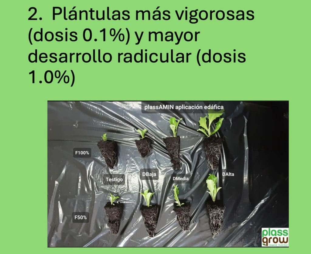 2. Plántulas más vigorosas (dosis 0.1%) y mayor desarrollo radicular (dosis 1.0%)