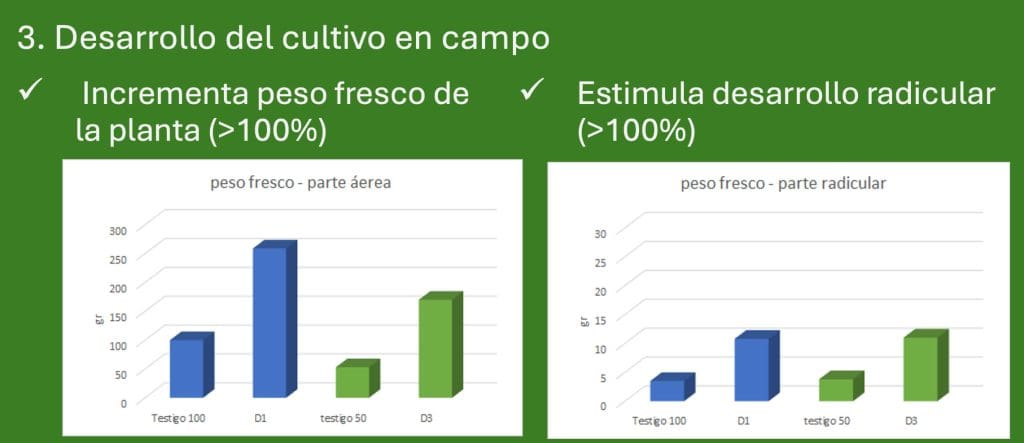 3. Desarrollo del cultivo en campo
