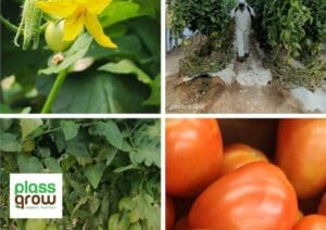 Bioestimulacion para la Nutricion Vegetal - PlassGrow
