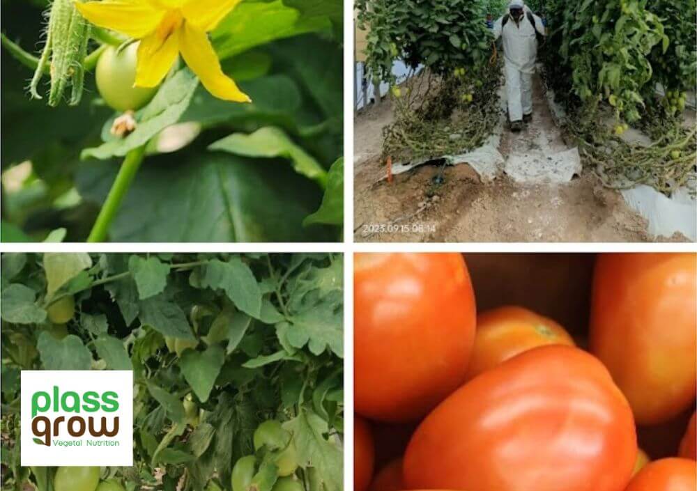 Bioestimulacion para la Nutricion Vegetal - PlassGrow