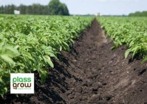 Aminoácidos para cultivos: potencia el crecimiento y reduce el estrés de tus plantas