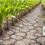 Campos de Maiz Reseco y Agrietado