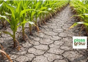 Campos de Maiz Reseco y Agrietado