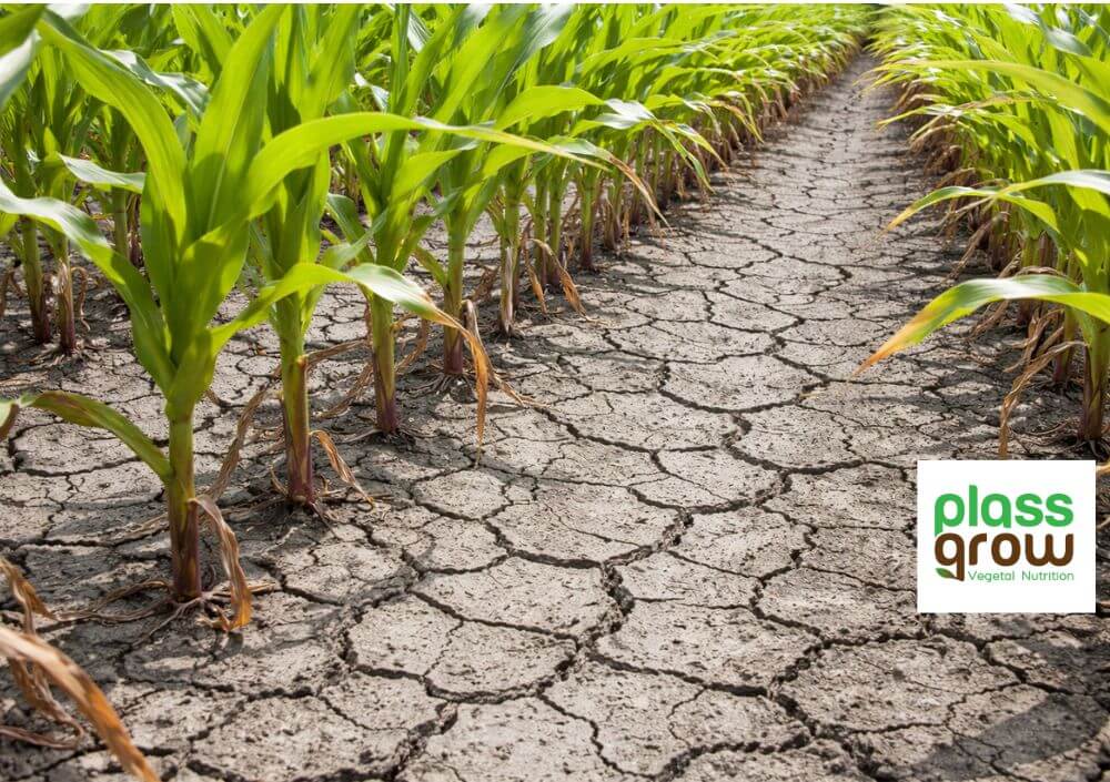Campos de Maiz Reseco y Agrietado